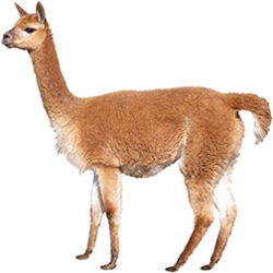 Vicuña
